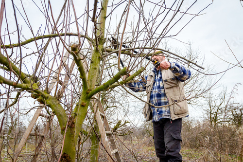 Gardener is cutting branches, pruning fruit trees with long shears in the orchard