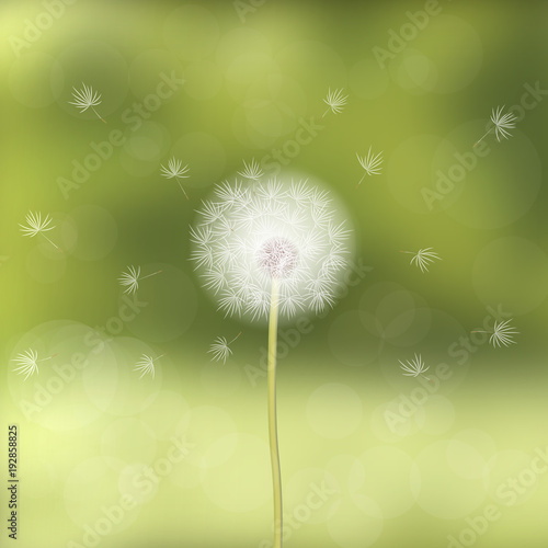 Fototapeta Naklejka Na Ścianę i Meble -  Dandelion blown by the wind, against a background of green blurred forest. Natural appearance. Spring mood. Soft color palette. 10 eps