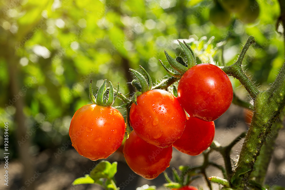 Bunch of ripe natural cherry red tomatoes in water drops growing in a greenhouse ready to pick Bunch of ripe natural cherry red tomatoes in water drops growing in a greenhouse ready to pick