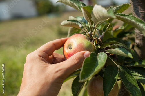 hand picking an apple