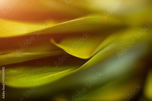 Closeup of fresh leaves on green nature background. Selective focus. Shallow depth of field. Soft focus.