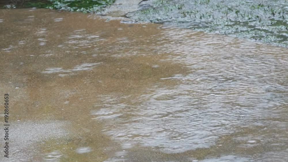 Drops of heavy rain fall on asphalt. Tropical Rainfall Drops of heavy rain fall on asphalt. Tropical Rainfall