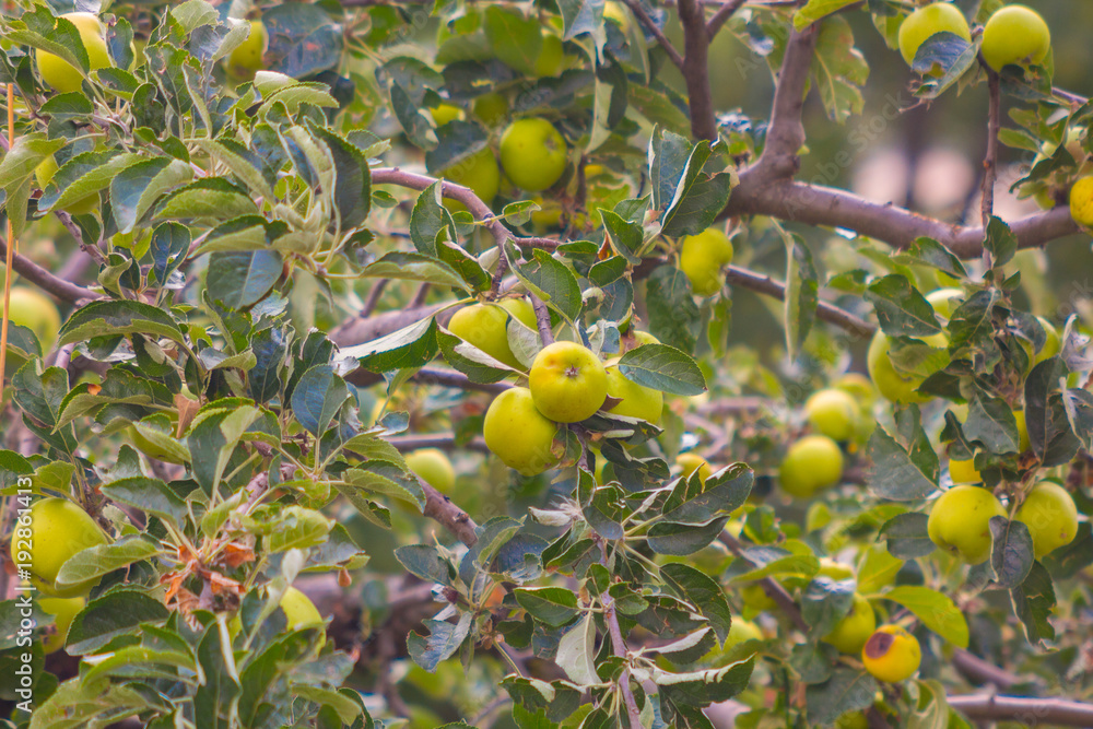 Apple tree fruit in the field Apple tree fruit in the field
