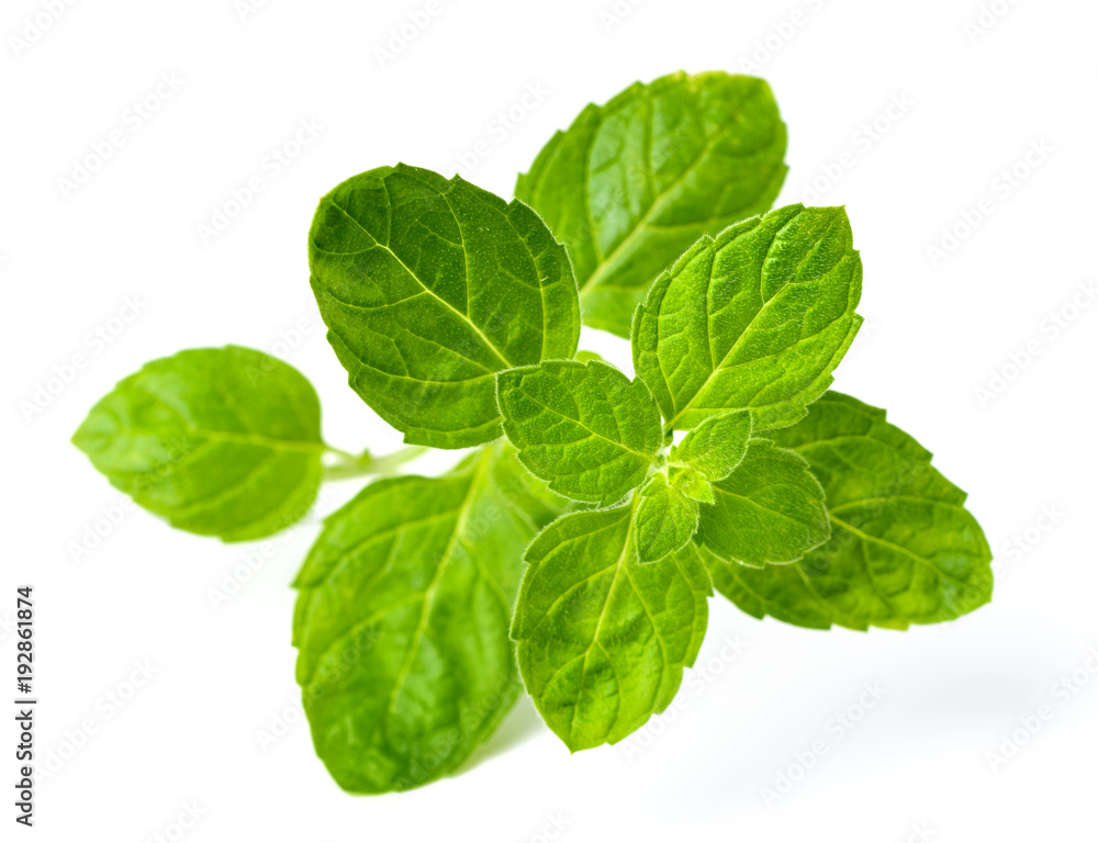 fresh Scotch spearmint leaves isolated on white fresh Scotch spearmint leaves isolated on white