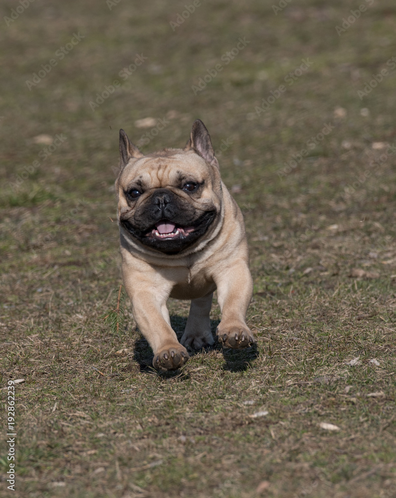 Fototapeta premium Portrait of French bulldog. Selective focus on the dog