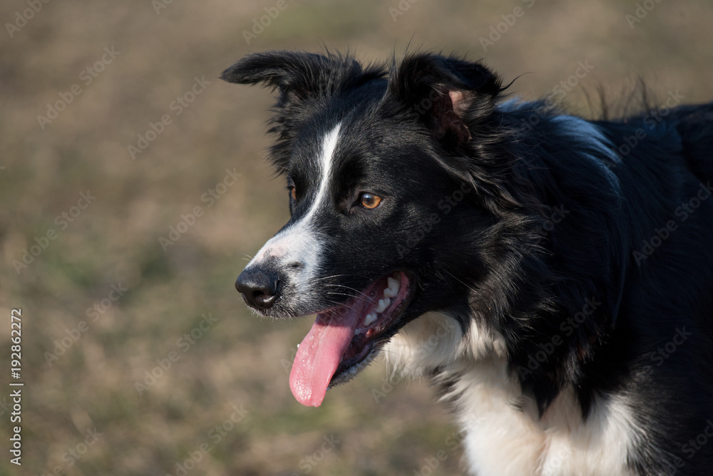 Close up head of border collie dog in nature