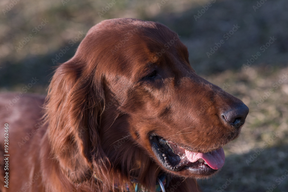 Portrait of Irish setter dog. Selective focus