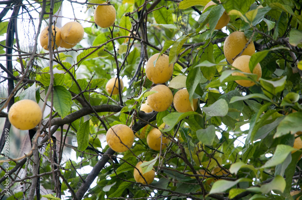 Lemon trees in Seville