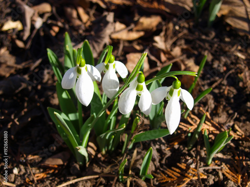 Snowdrops in the garden sunshine. The first messenger of spring, it's latin name is Galanthus.