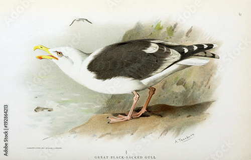 Fotografija Illustration of bird.