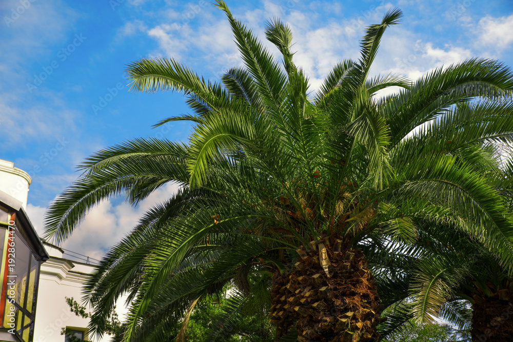 Palm trees under the sun