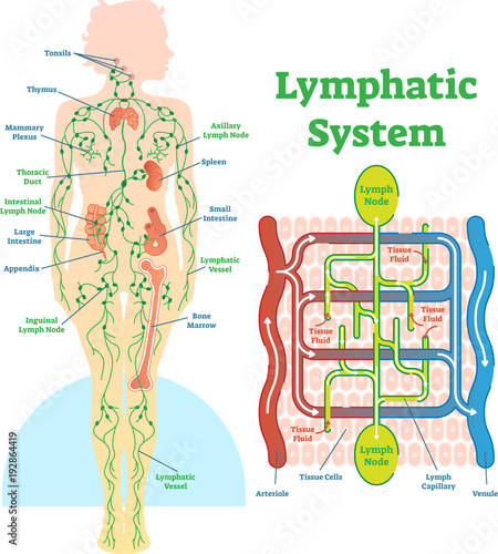 Lymphatic system anatomical vector illustration diagram, educational medical scheme.