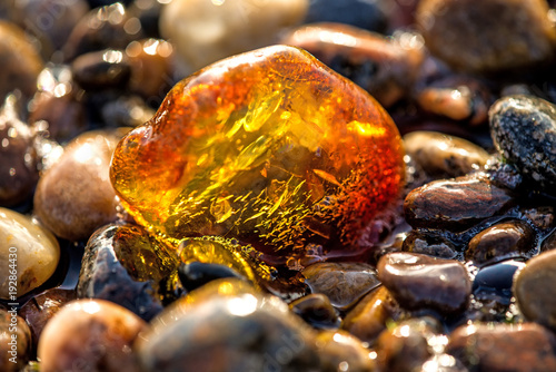 Canvas Amber on a beach of the Baltic Sea