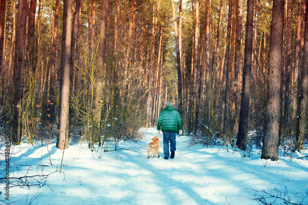 A man with a Labrador retriever dog walking in the winter forest on a snow-covered road, back to the camera