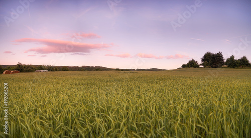 Sonnenuntergang mit Vollmond über Getreidefeld