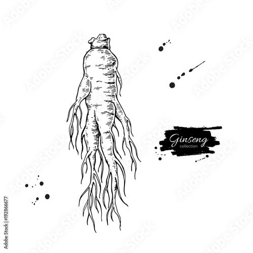 Ginseng root vector drawing. Medical plant sketch. Engraved bota