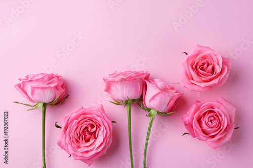 Rose flowers on pink background. Top view.