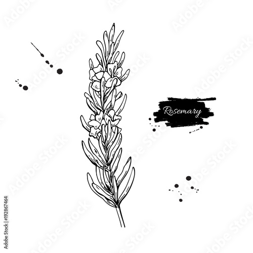 Rosemary vector drawing. Hand drawn blooming herb sketch. Engrav