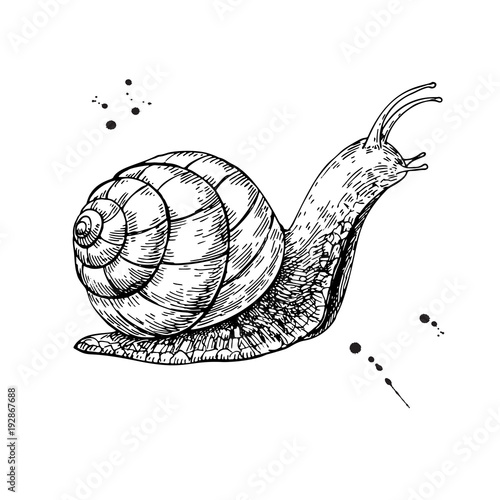 Snail vector drawing. Hand drawn isolated sketch. Engraved anima