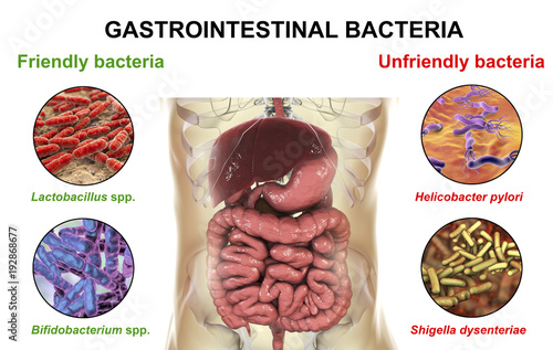 Friendly and unfriendly gastrointestinal bacteria, 3D illustration. Good (Lactobacillus, Bifidobacterium) and bad (Helicobacter pylori, Shigella dysenteriae) gut bacteria. Human microbiome photo