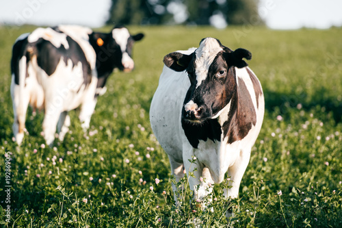 Billede på lærred Herd of  black and white cows in summer sunny field in countryside on pasture
