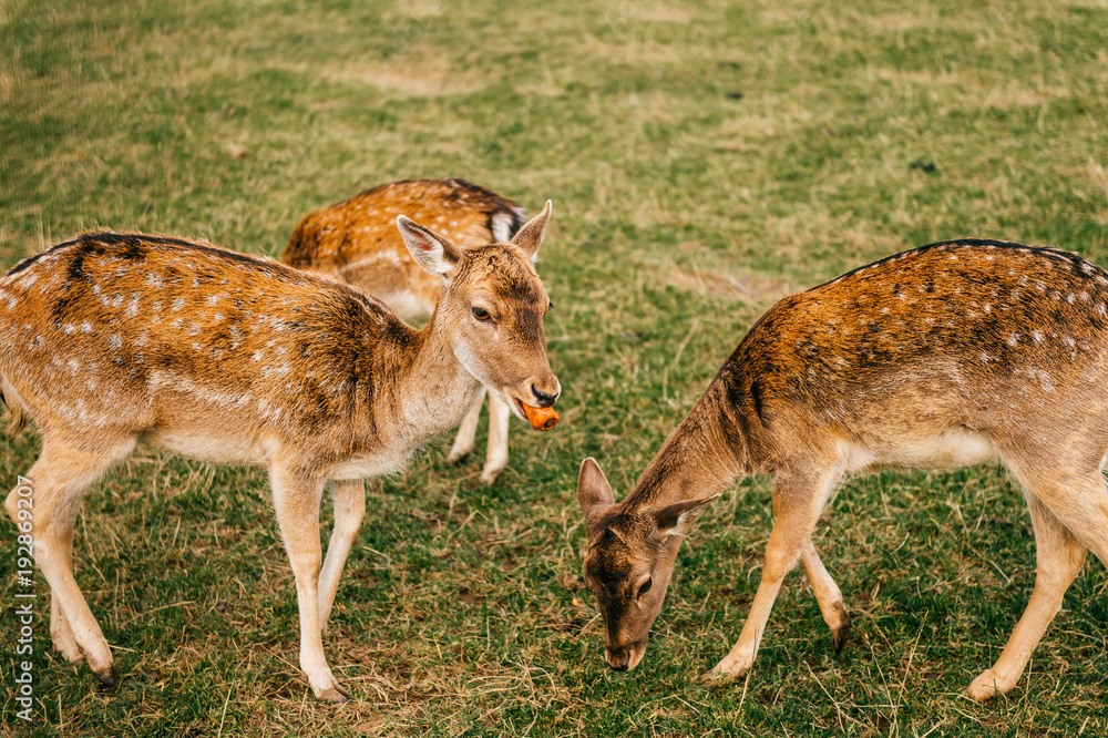 Group of roe deers wildlife in zoo outdoor in summer. Doe and fawn in Eatern Europe nature territory. Mammal beautiful animals habits. Big deer family outdoor eating grass. Herbivore lifestyle. Group of roe deers wildlife in zoo outdoor in summer. Doe and fawn in Eatern Europe nature territory. Mammal beautiful animals habits. Big deer family outdoor eating grass. Herbivore lifestyle.