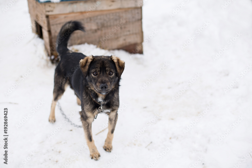 Fototapeta premium a shelter for homeless animals