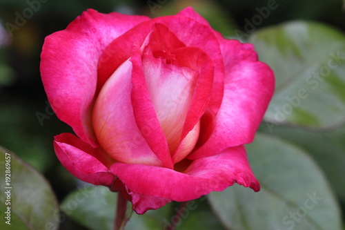 Fleur de rose Léo Ferré. Belle rose dans le jardin. 