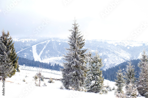 Winter Wonderland landscape  