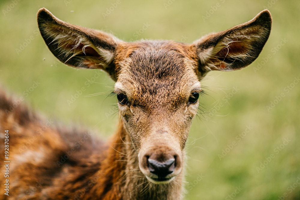 Closeup expressive fun artistic portrait of little young roe deer in wild nature territory. Tender lovely expressive emotional doe fawn muzzle. Love animals. European zoo. Mammal fearful timid deer.