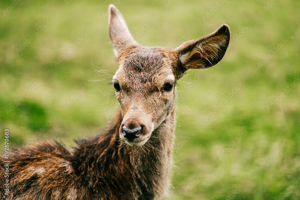 Closeup expressive fun artistic portrait of little young roe deer in wild nature territory. Tender lovely expressive emotional doe fawn muzzle. Love animals. European zoo. Mammal fearful timid deer.