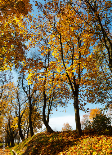 Autumn maple trees in park photo