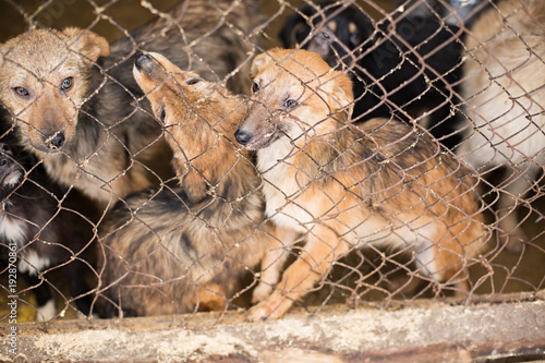 Homeless dogs in the shelter sit in a cage behind bars