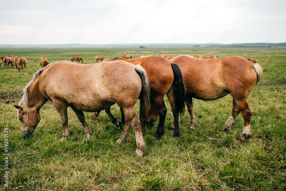 Group of wild horses at pasture eating grass outdoor at nature in summer day. Livestock and cattle breeding. Agriculture in countryside. Stallions in field. Usual equine life. Indian reservation. Group of wild horses at pasture eating grass outdoor at nature in summer day. Livestock and cattle breeding. Agriculture in countryside. Stallions in field. Usual equine life. Indian reservation.