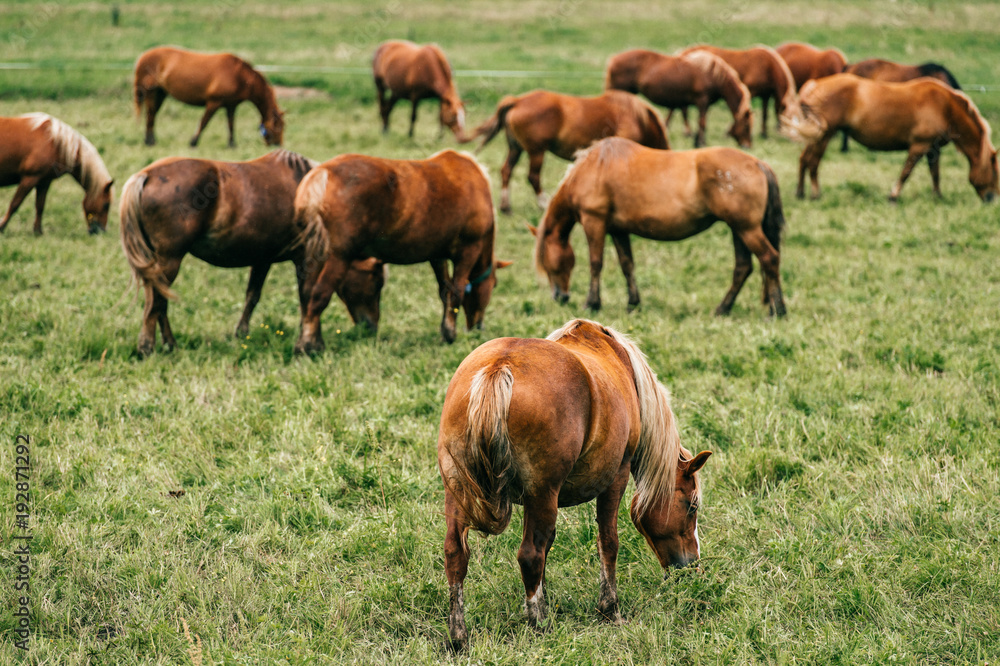 Group of wild horses at pasture eating grass outdoor at nature in summer day. Livestock and cattle breeding. Agriculture in countryside. Stallions in field. Usual equine life. Indian reservation. Group of wild horses at pasture eating grass outdoor at nature in summer day. Livestock and cattle breeding. Agriculture in countryside. Stallions in field. Usual equine life. Indian reservation.