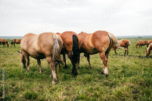 Wallpaper Mural Group of wild horses at pasture eating grass outdoor at nature in summer day. Livestock and cattle breeding. Agriculture in countryside. Stallions in field. Usual equine life. Indian reservation. Torontodigital.ca