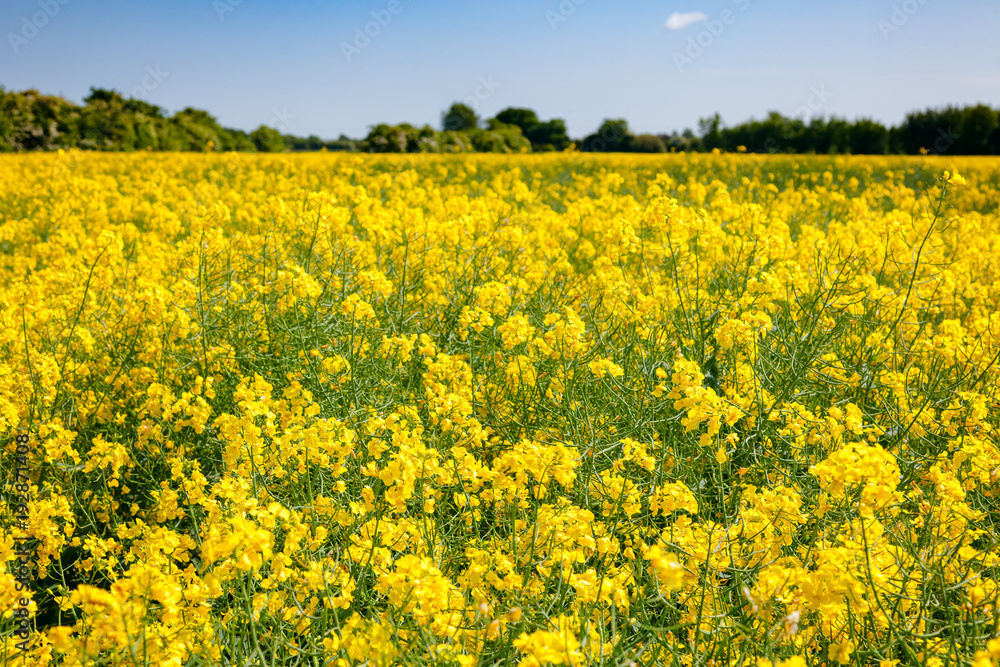 Yellow blooming rapeseed field Kent Southern England UK Yellow blooming rapeseed field Kent Southern England UK