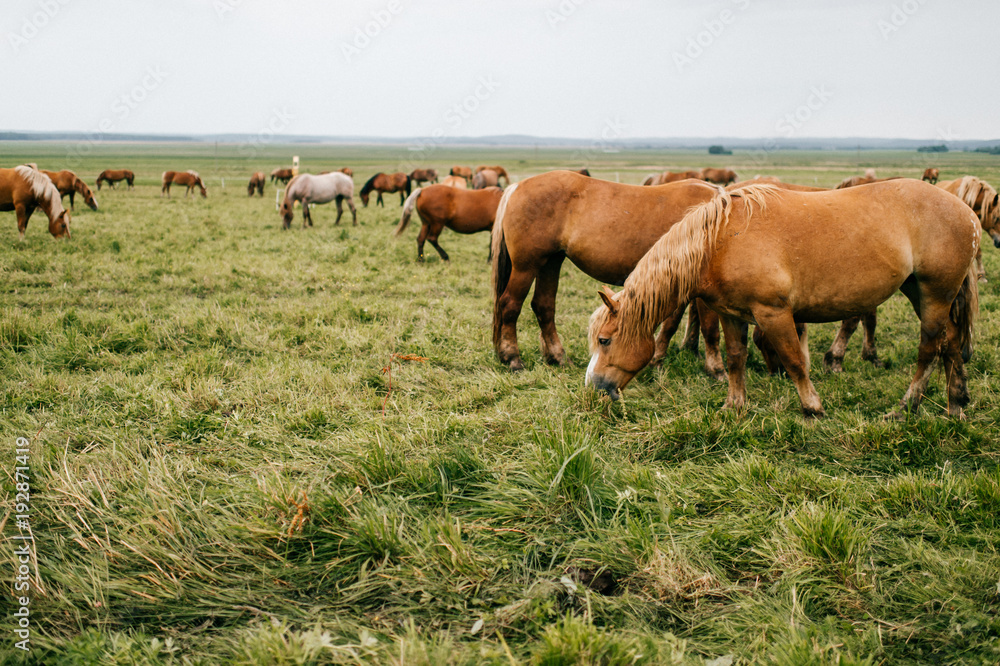 Group of wild horses at pasture eating grass outdoor at nature in summer day. Livestock and cattle breeding. Agriculture in countryside. Stallions in field. Usual equine life. Indian reservation.