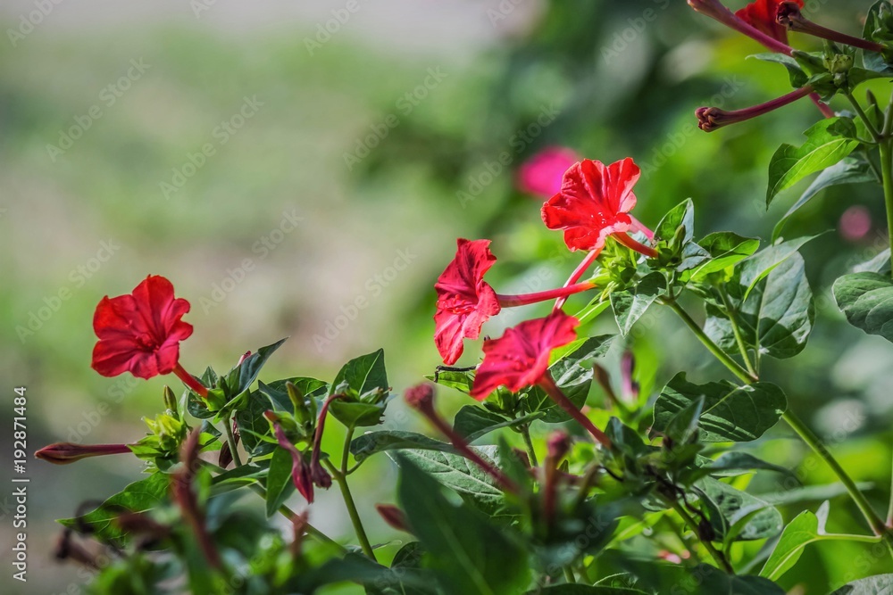 flowers in the garden