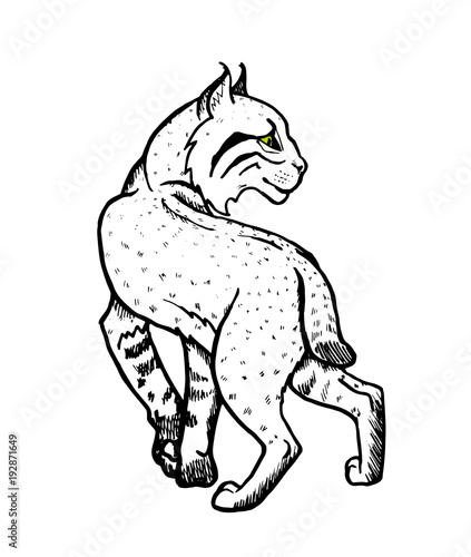 forest lynx sketch