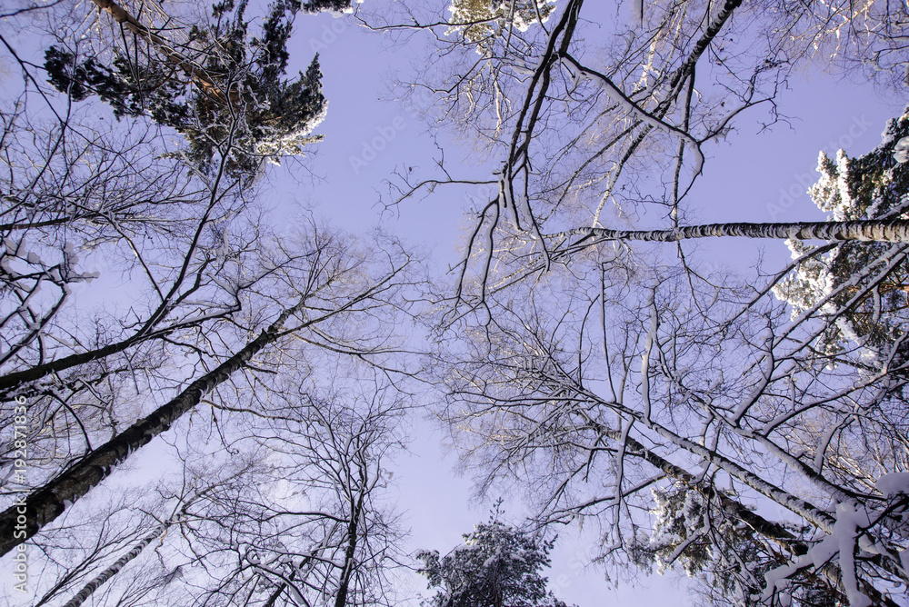 Looking up at trees branches in winter Looking up at trees branches in winter