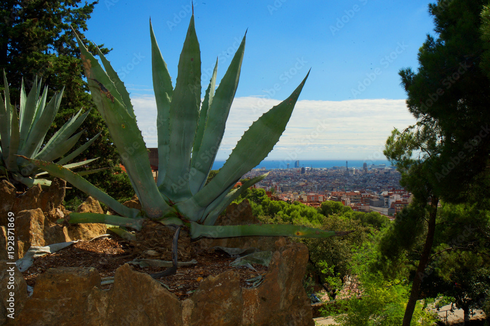Beautiful view from height to Barcelona with cacti on the Beautiful view from height to Barcelona with cacti on the