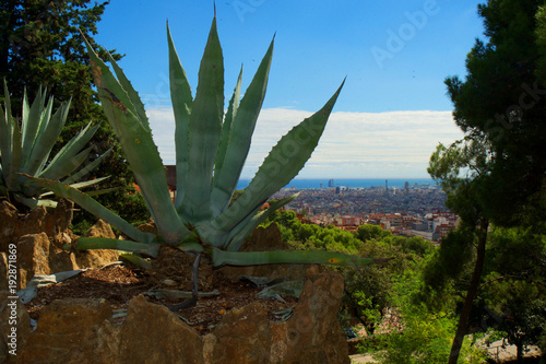 Beautiful view from height to Barcelona with cacti on the © Konstantin