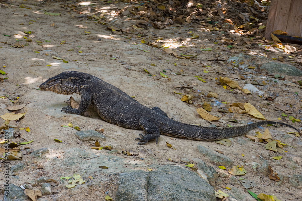 Monitor Lizard on sand Monitor Lizard on sand