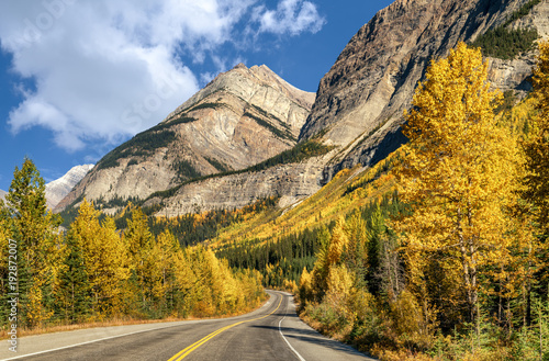 Golden Aspen Autumn colors on the Icefields Parkway - Banff National Park