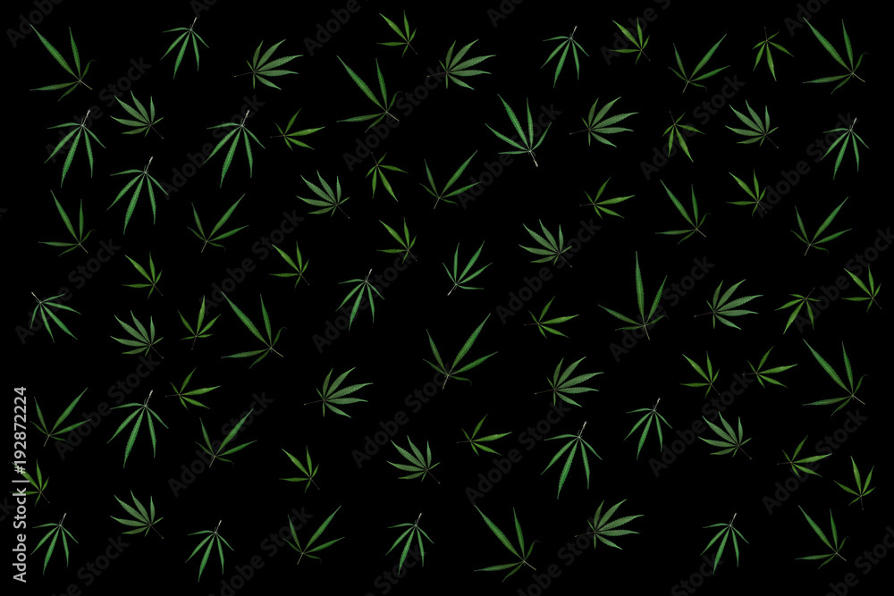 Hemp (cannabis) - green leafs on black background Hemp (cannabis) - green leafs on black background