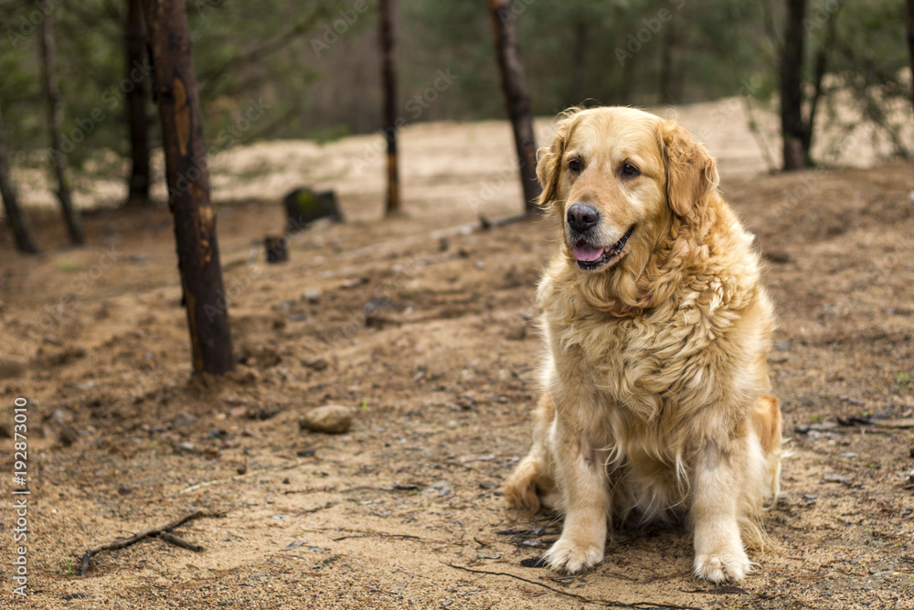 old golden retriever dog