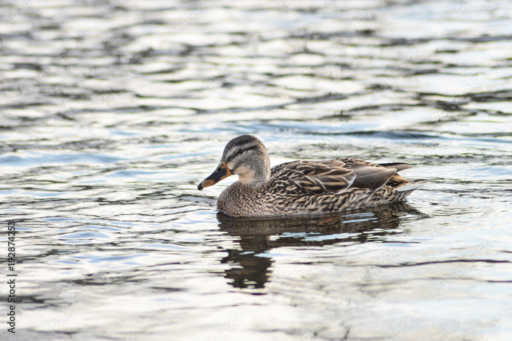 Natural background: a lot of ducks and drakes swim on the water, wintering waterfowl Natural background: a lot of ducks and drakes swim on the water, wintering waterfowl