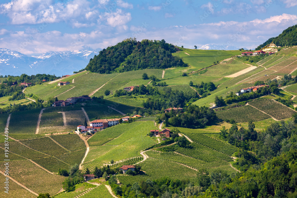 Green vineyards on the hills of Piedmont.