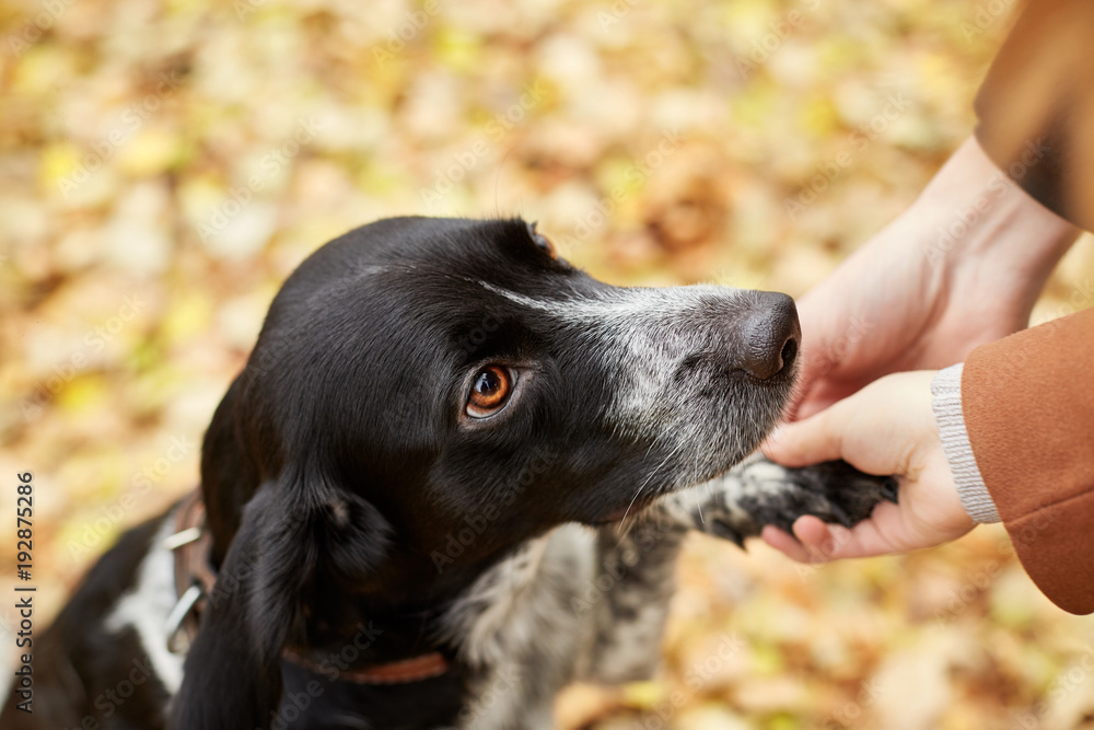 Spaniel dog with long ears walks in the autumn Park and looks at the owner. Dog on nature, Russian Spaniel Spaniel dog with long ears walks in the autumn Park and looks at the owner. Dog on nature, Russian Spaniel